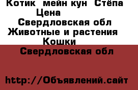 Котик  мейн кун  Стёпа › Цена ­ 10 000 - Свердловская обл. Животные и растения » Кошки   . Свердловская обл.